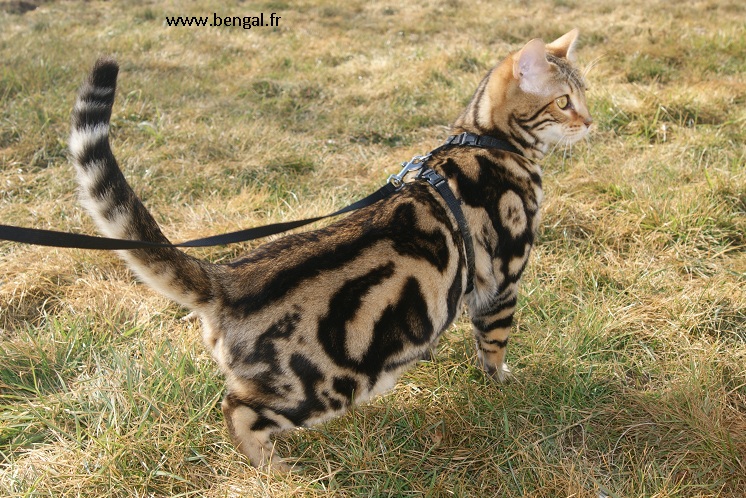 marble bengal cat
